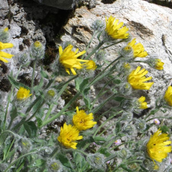 Blumen