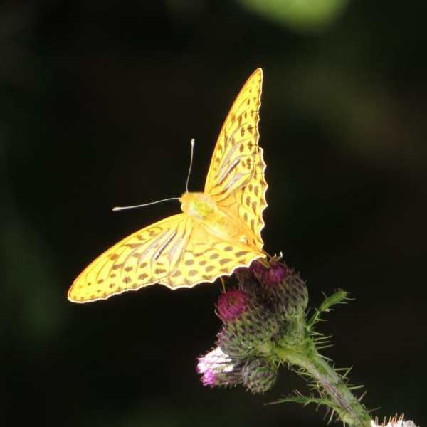 Schmetterling